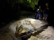 Turtle lay eggs