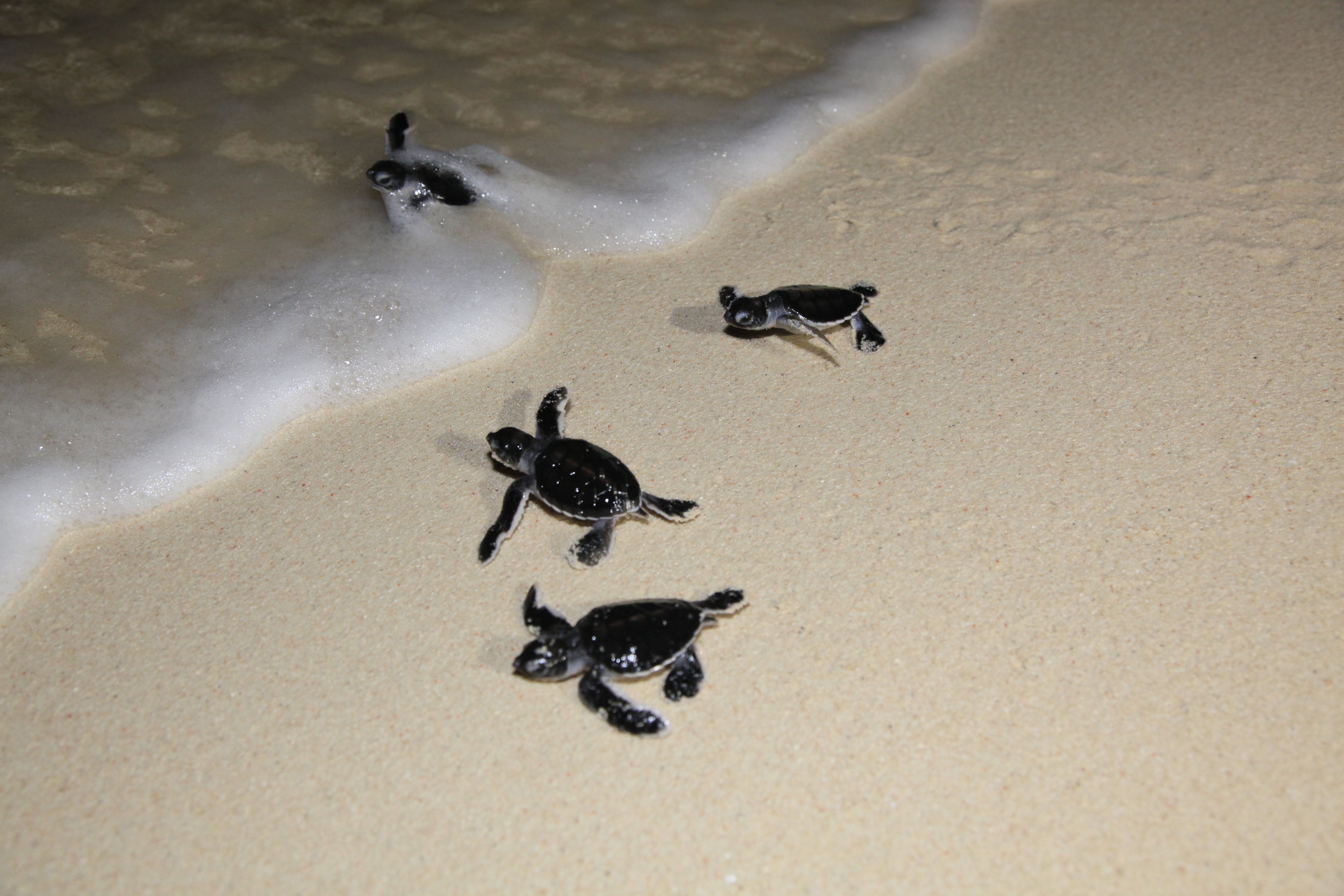 Turtle Beach